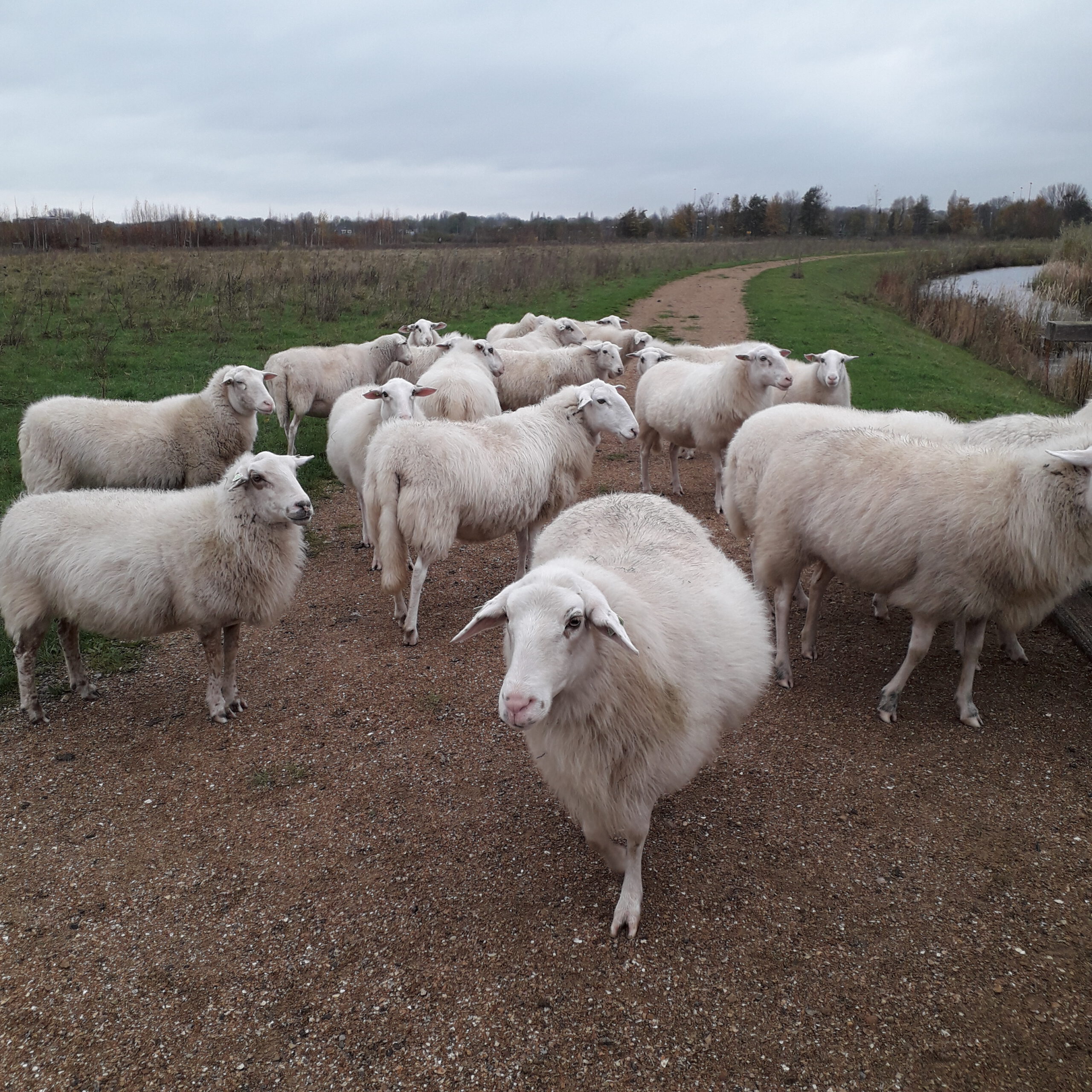 schapen op de weg